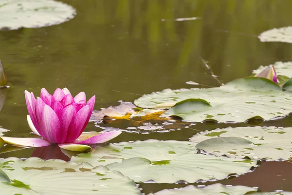 stock image Water lilly flower background