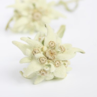 Edelweiss flower isolated on white background clipart