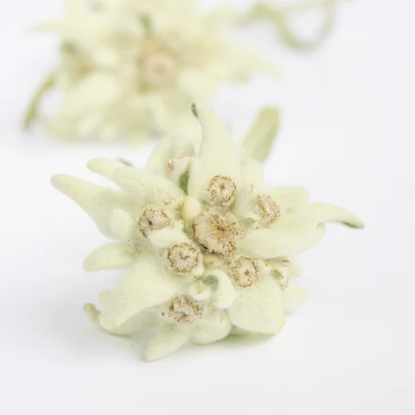 Květina Edelweiss izolovaných na bílém pozadí — Stock fotografie