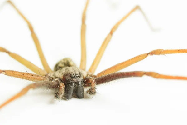 stock image Brown spider