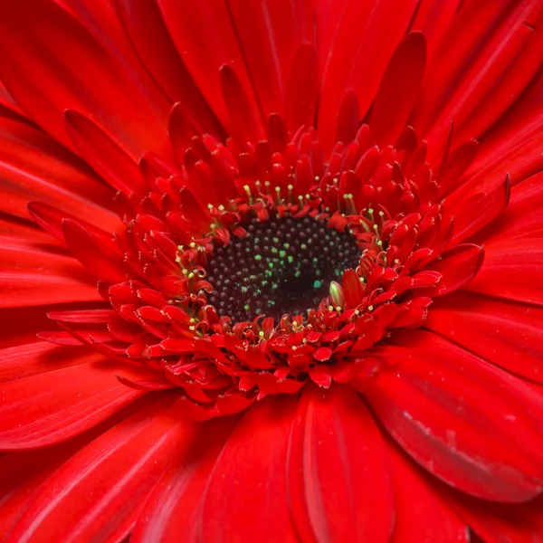 stock image Daisy flower background
