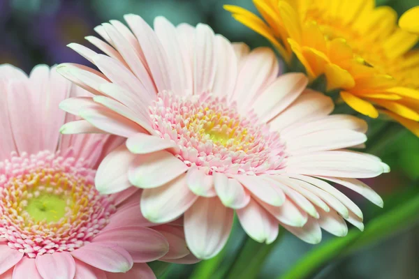 stock image Daisy flower background