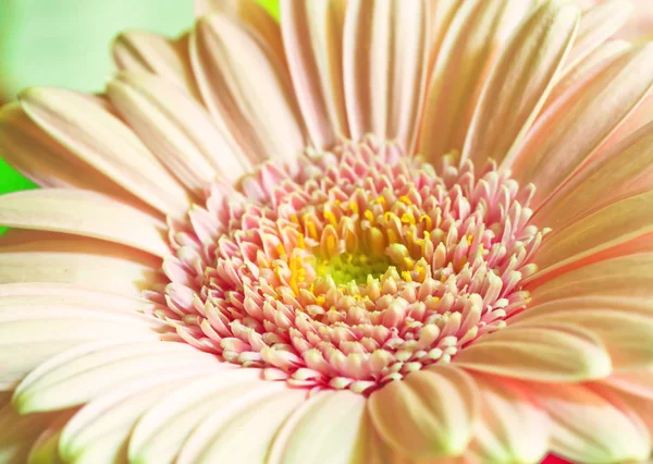 stock image Daisy flower background