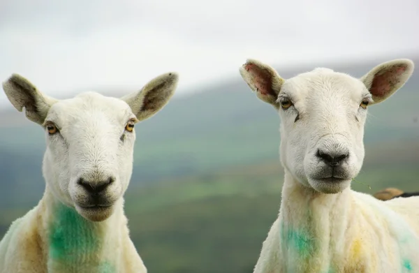 Moutons jumeaux — Photo