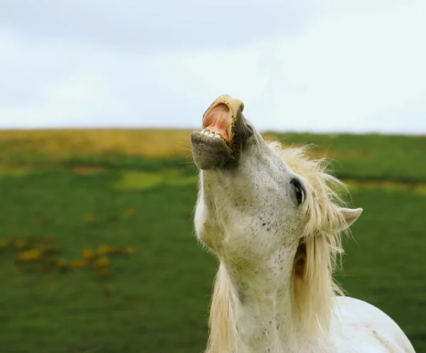 stock image Horse neighing