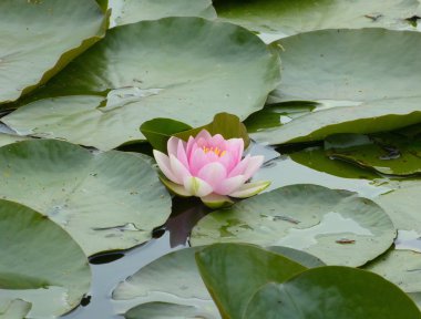 Water lilies on pond clipart