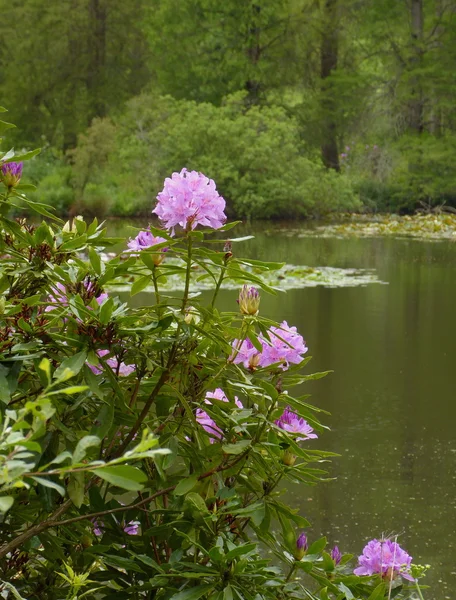 Flowers beside lake — Stock Photo, Image