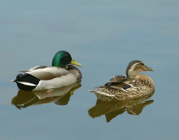 Pływanie kaczek — Zdjęcie stockowe
