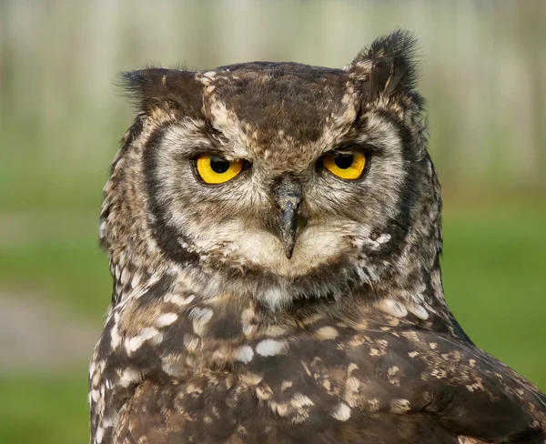 Owl close up