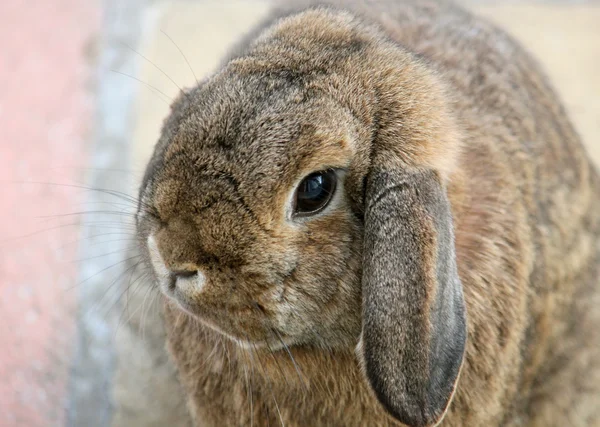 Rabbit lop eared — Stock Photo, Image