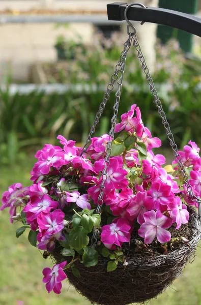 Hanging basket of flowers — Stock Photo, Image