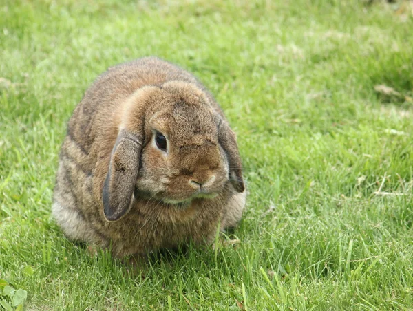 花园里的兔子 — 图库照片