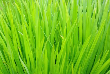 Grass close up clipart