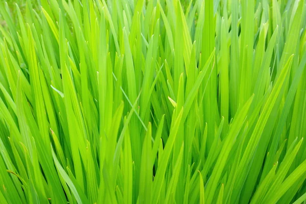 Трава крупним планом — стокове фото