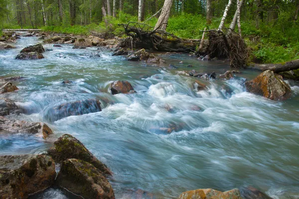 Річка в деревини — стокове фото