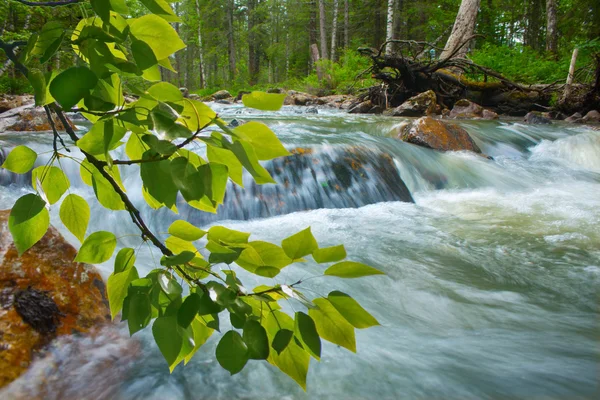 Річка в деревини — стокове фото