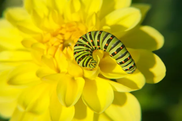 Caterpillar on yellow flowe — Stock Photo, Image