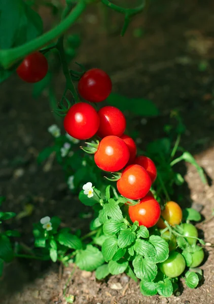 Red tomatoes in hothouse — Stock Photo, Image