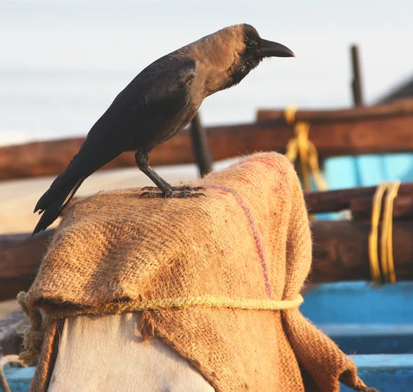 stock image The crow