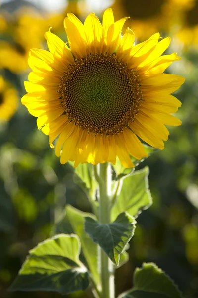 Stock image Blooming Sunflower