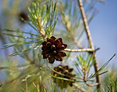 The aroma of pine needles clipart