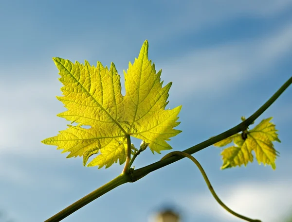 Spring vine — Stock Photo, Image