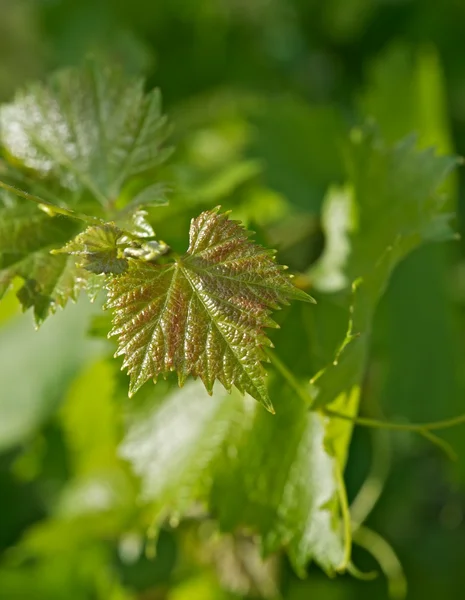 Молодые листья винограда — стоковое фото