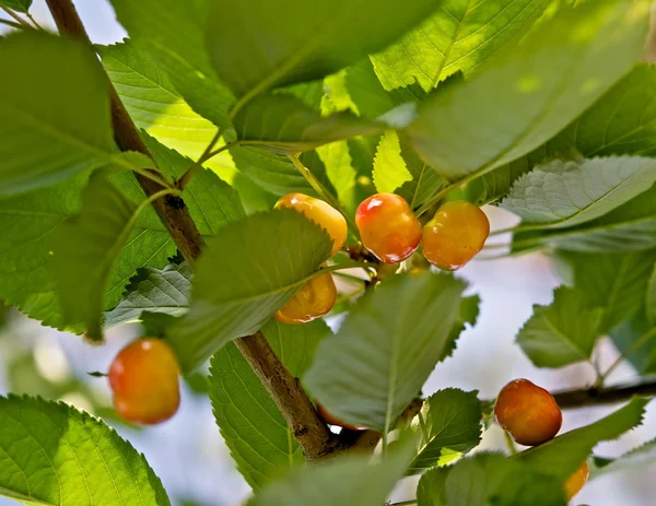 Спелые черные вишни — стоковое фото