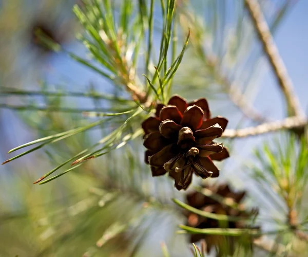 Spring pine — Stock Photo, Image
