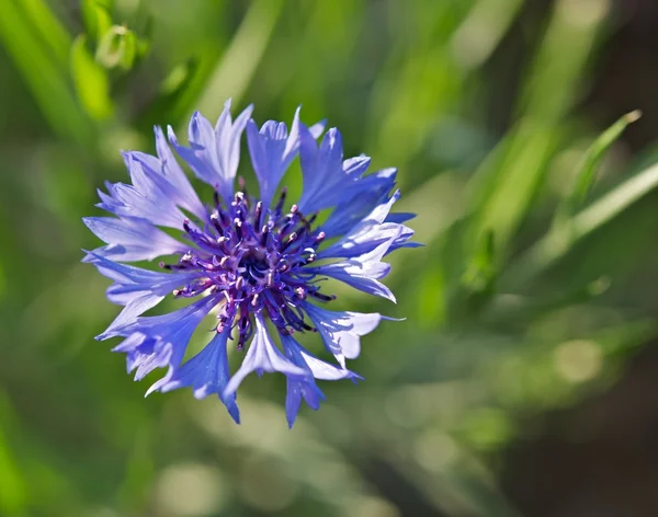 stock image Blue Flower