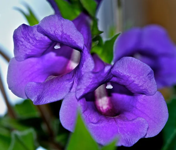 Indoor flower — Stock Photo, Image