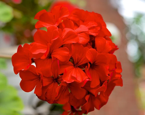 Scarlet geraniums — Stock Photo, Image