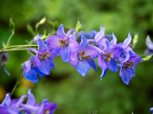 Oddział niebieskie kwiaty — Zdjęcie stockowe