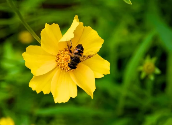 Abelha em uma flor amarela — Fotografia de Stock