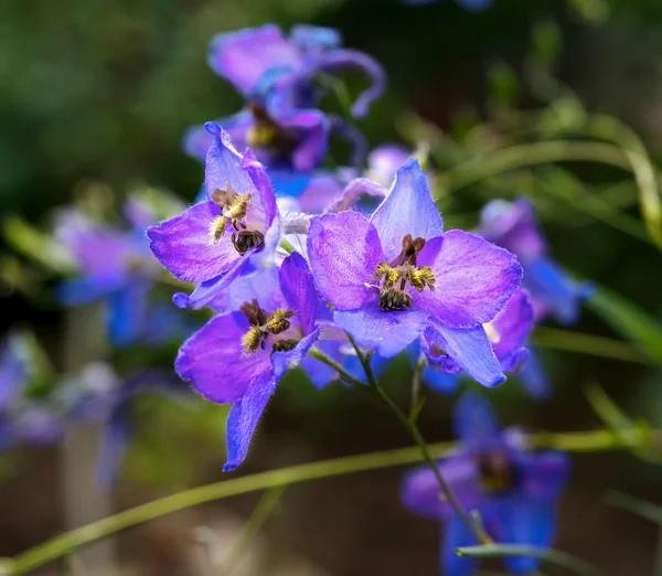 Las flores azules — Foto de Stock