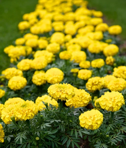 Gele bloemen. — Stockfoto