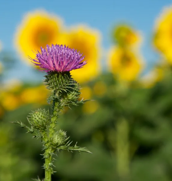 stock image Field thistle.