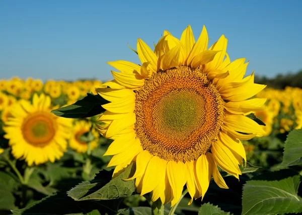 stock image Sunny flower.