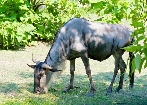 stock image White-bearded Wildebeest