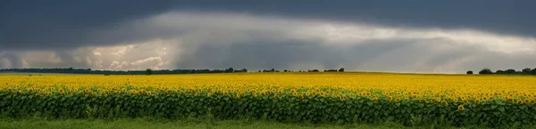 Bouře nad pole slunečnic. — Stock fotografie