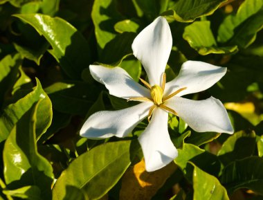 Rhododendron flower clipart