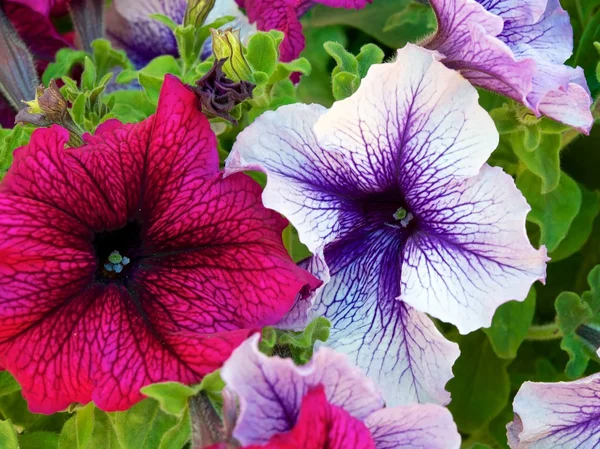 Patterned flower — Stock Photo, Image