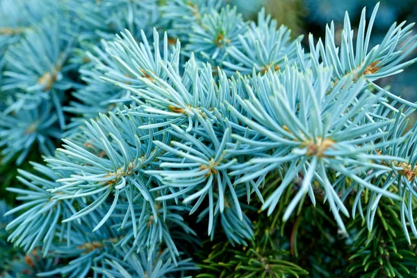 Pobočka blue spruce — Stock fotografie