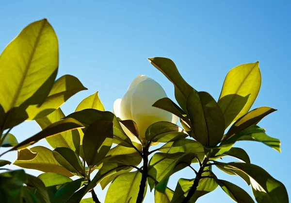 白玉兰树 — 图库照片