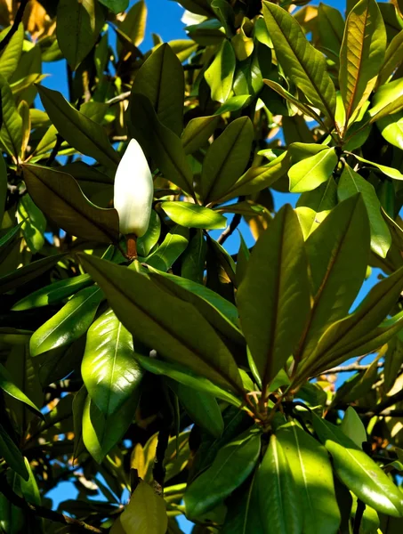Gemme di Magnolia — Foto Stock