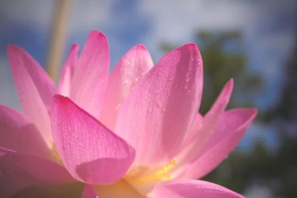 花にピンクの睡蓮 — ストック写真