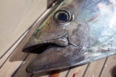 Bluefin tuna clipart