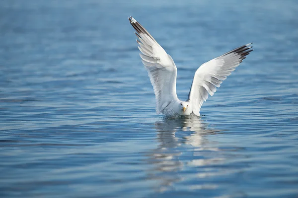 stock image Seagull in flight