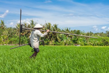 Rice farmer in Bali clipart