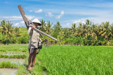 pirinç çiftçi Bali